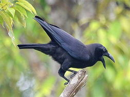 梦见乌鸦怎么办，梦见乌鸦咬手后挣脱了