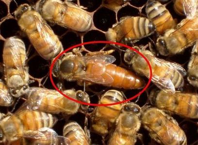 梦见蜂王咬自己，梦见蜂咬我