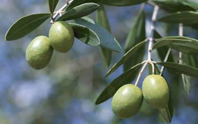 做梦梦到橄榄树，做梦梦见橄榄球