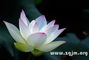 梦见栽荷花好不好，梦见种荷花荷叶