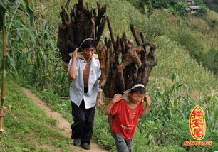 梦见柴是什么意思有什么预兆，做梦梦见柴是什么意思