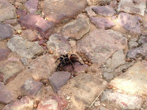 梦见堵漏洞，梦见堵口子