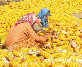 梦见糯玉米白白的，梦见白色玉米粒什么意思