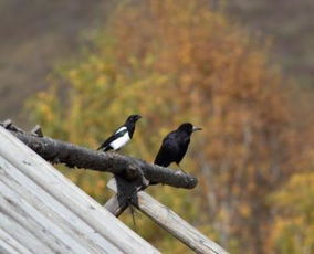 梦见乌鸦要飞进窗户，梦见乌鸦飞过