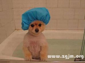 做梦梦到狗洗澡了，梦见狗很脏 给狗洗澡