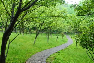 梦见树林好不好，梦见树林美景