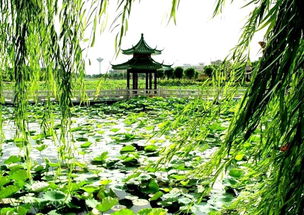 梦到摘柳叶，梦见摘柳芽