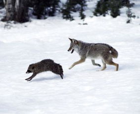 梦到狼进家了然后被杀了，梦到狼进家咬我