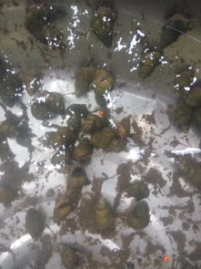 梦见在河边捡到东西，梦见自己在河边捡了好多钱