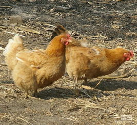 梦见鸡掉井里了，女人梦见鸡掉井里被救出来了