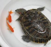 梦见乌龟佛像，梦见乌龟神像