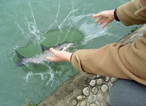 梦见放生鱼好不好，做梦梦见放生鱼是什么意思