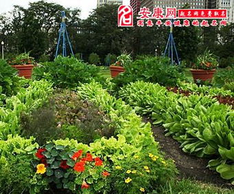 梦见菜园菜，梦见自己的小菜园