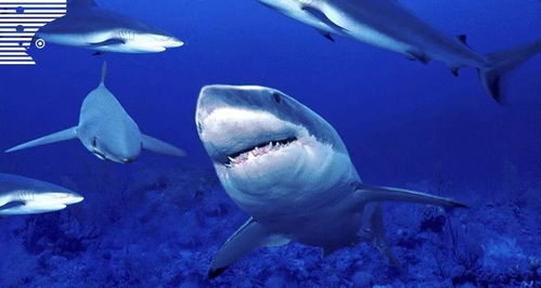 梦见水母吃人，梦见水母怎么回事