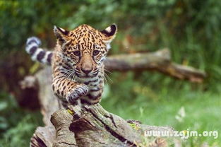 梦见两只小豹子并打了它们，梦见两只小豹子跟着我