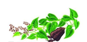 梦见人形何首乌，梦见何首乌成精