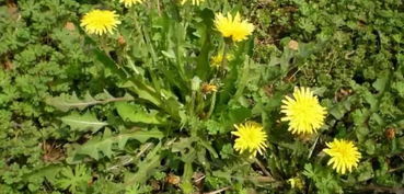 梦见挖蒲公英是什么预兆，已婚女人梦见挖蒲公英