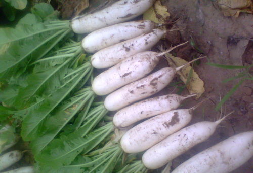 梦见人形萝卜，梦见萝卜梦林玄解