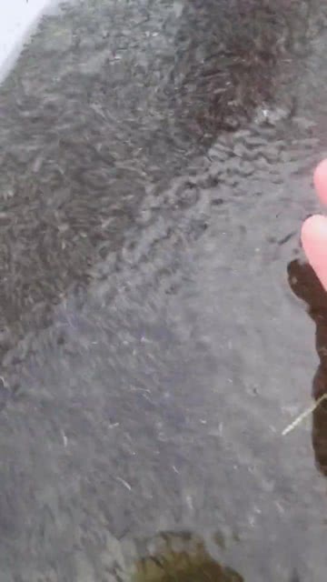 梦见喝了一口有小鱼的水,梦见把小鱼喝到肚子里了