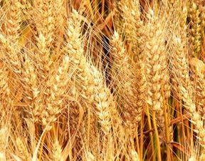 做梦梦见冬瓜是男孩还是女孩，梦见冬瓜好吗?