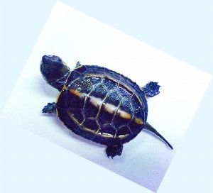 梦到乌龟和乌龟蛋一起孵化，梦见乌龟还有乌龟蛋