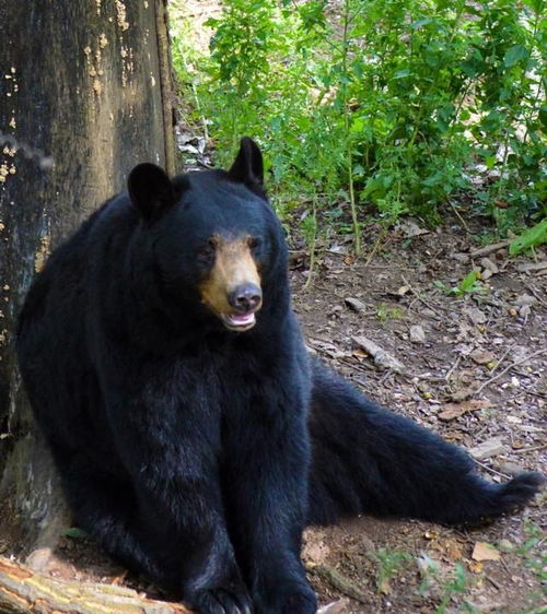梦见自己划出血,梦见划口子出血