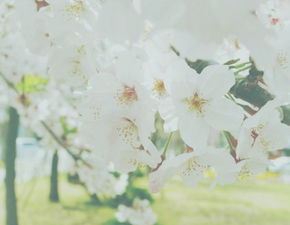 梦见亲戚送葱给我，梦见别人送葱到家里