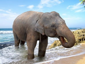 梦见大象在路上走，梦见大象跟我走