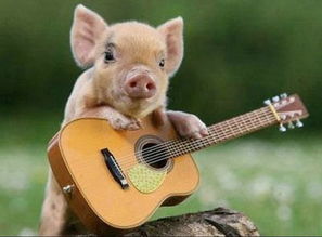 梦到一只猪追着我跑，梦见一头猪追着我跑,赶都赶不走