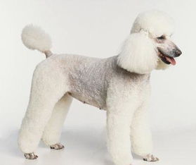 梦见嘴巴里有狗毛，梦见狗狗嘴巴流血怎么回事