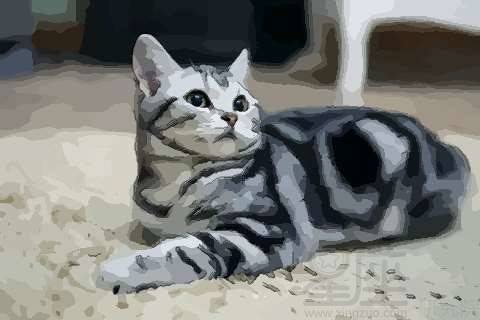 梦见流浪猫猫，梦见流浪猫咬我是什么意思