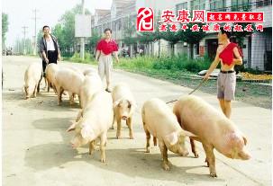 周公解梦买猪头肉，周公解梦买猪皮