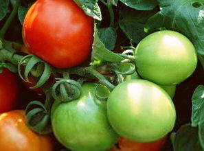 梦到很多西红柿,有坏的,有好的，梦到很多西红柿都熟的裂开了