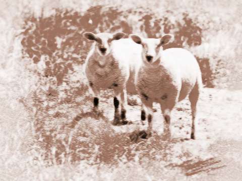 梦见羊儿，梦见羊脑