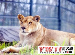 梦见动物给自己送钱，梦见狗送钱什么意思