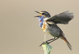 梦见小鸟叫自己妈妈，梦见小鸟叫得真好听心里非常高兴