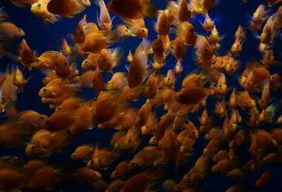 梦见家门口好多鱼是什么意思，梦见门口有一堆鱼