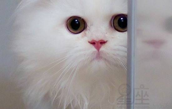 梦到了猫吃老鼠，做梦梦见猫吃老鼠到处都有血