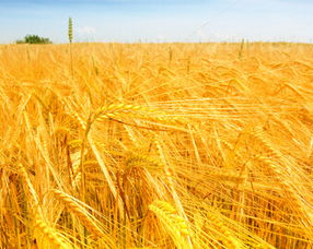 昨晚梦见割麦子，梦到割麦子好吗