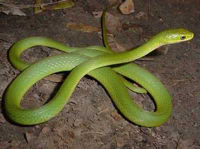 梦见掏了蛇窝，梦见自己挖到一窝蛇