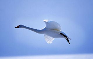 梦见在飞机外面飞行，梦见自己飞到另一个地方
