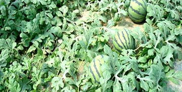 老人梦见西瓜，我梦见西瓜