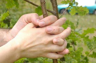 梦见爸爸的手变小了，梦见自己的爸爸手指头断了