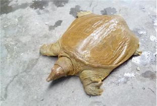 梦见王八甲鱼，梦见王八是什么兆头