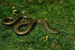 梦见大蛇爬到身上被抓走了什么意思，梦见大蛇爬身上不咬是什么意思