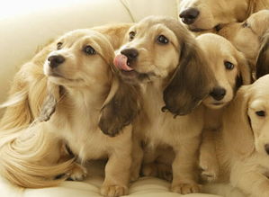 做梦梦见好多条狗，梦见好多条狗自己很害怕