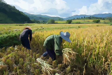 梦见割庄稼是什么意思周公解梦,梦见割田