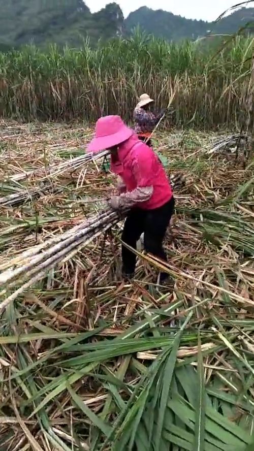 做梦,梦到砍甘蔗，梦见砍甘蔗吃是什么预兆