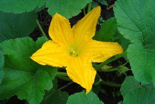 梦见摘花是什么意思有什么预兆，梦见摘花是胎梦吗