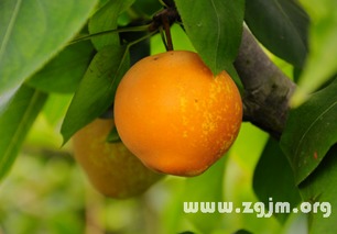 梦到好多梨子，梦到好多梨树